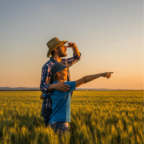 Bundaberg farmer & son look off into the sunset standing amongst crops