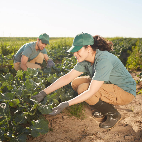 Two primary producers inspect green crops